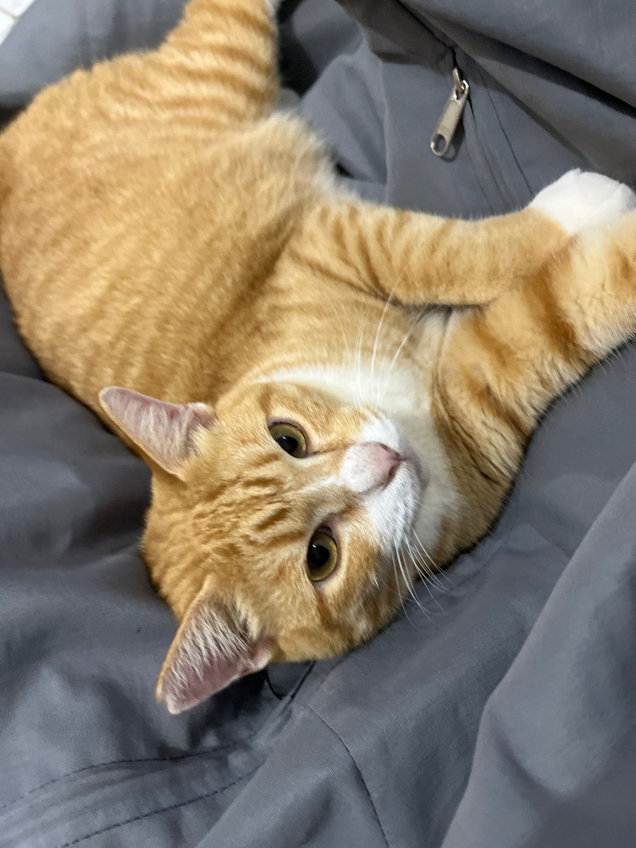 𝐑𝐞𝐟𝐥𝐲 𝐈𝐥𝐡𝐚𝐦 tweet media