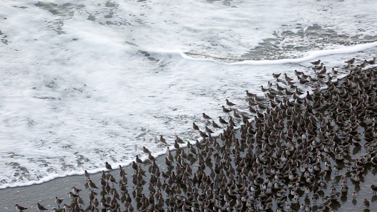 Beach game ow.ly/RVut106sELe