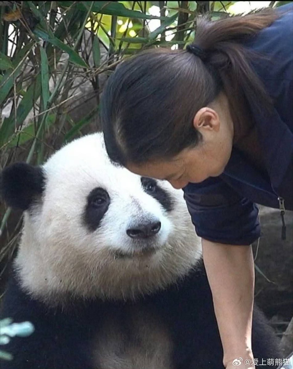 kate68_102's tweet image. HuaHua looked at the nanny with affectionate eyes.