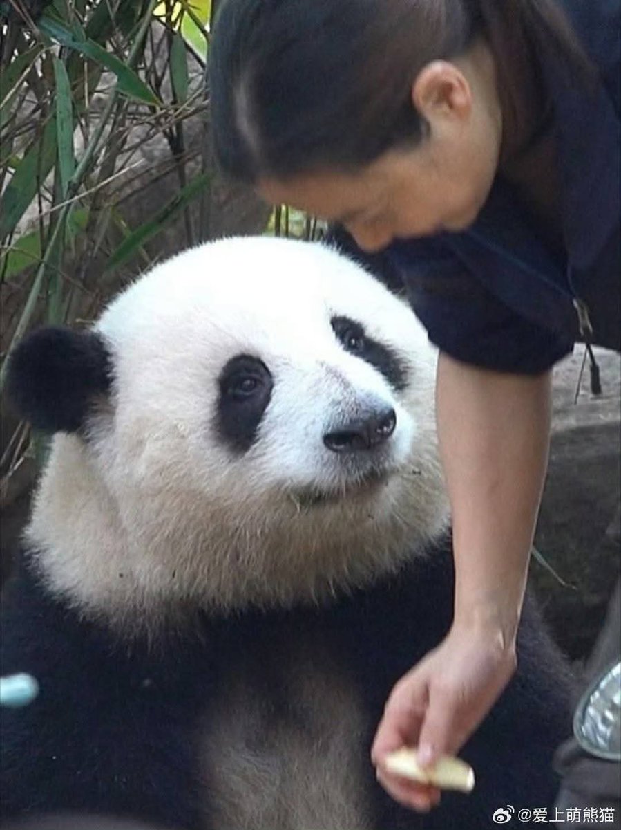 kate68_102's tweet image. HuaHua looked at the nanny with affectionate eyes.