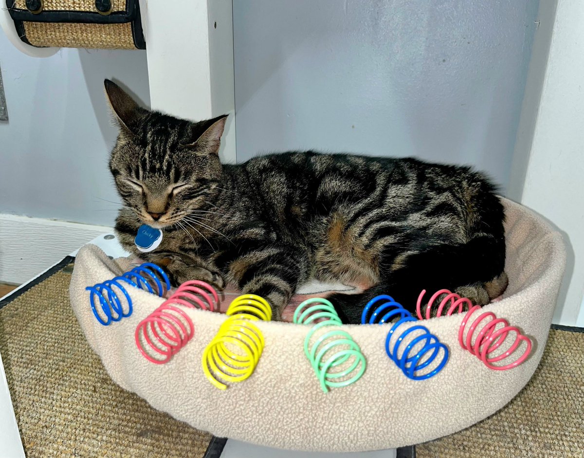 Born with FeLV and now fighting FIP, this fierce little man is surrounded by his favorite toys and all the positive energy we can muster. Please send Chicky every prayer, vibe, and bit of juju. He’s holding strong, but could use it all. 🐾💛