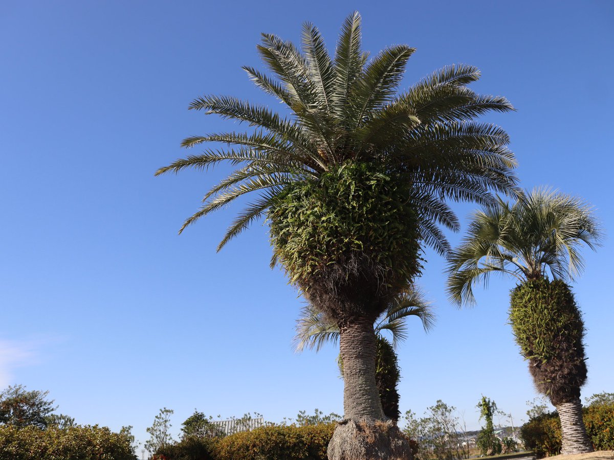 日本のヤシの木 ヤシの木｜山下造園