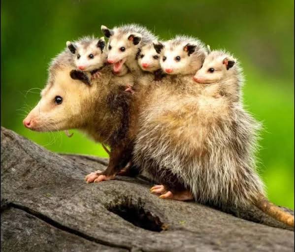 Gabidrinksbeer's tweet photo. I'm crying why does he look like an opossum😭 https://t.co/FUic6vOIZY