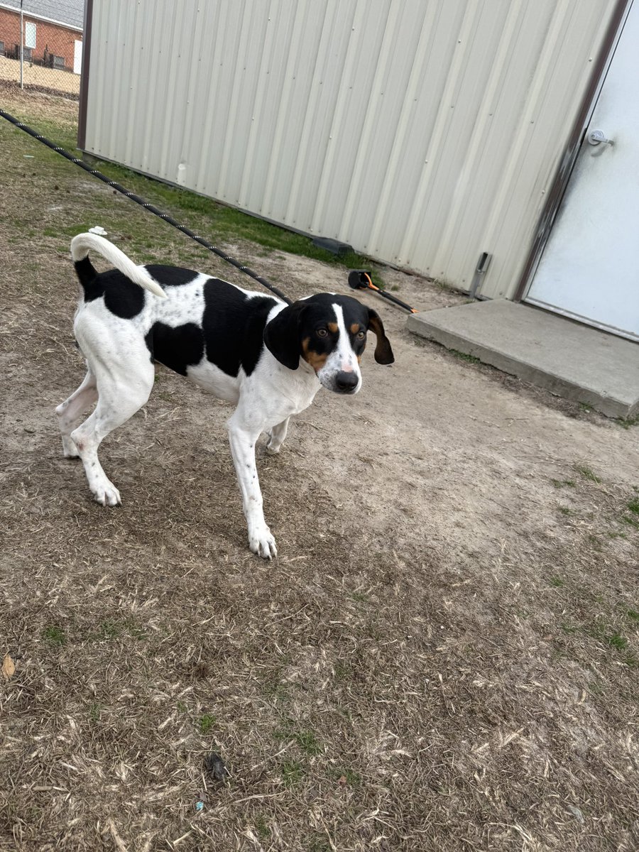 LolaPatolla's tweet image. Three really amazing pups need forever homes!
We are close to having to close intake until pups are adopted so please share if you can ♥️!
Bobo, Olive &amp;amp; Tracker!
rescuecoop.org/services