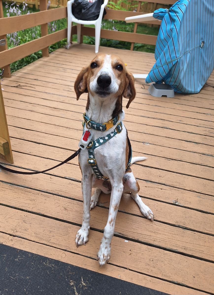 LolaPatolla's tweet image. Three really amazing pups need forever homes!
We are close to having to close intake until pups are adopted so please share if you can ♥️!
Bobo, Olive &amp;amp; Tracker!
rescuecoop.org/services