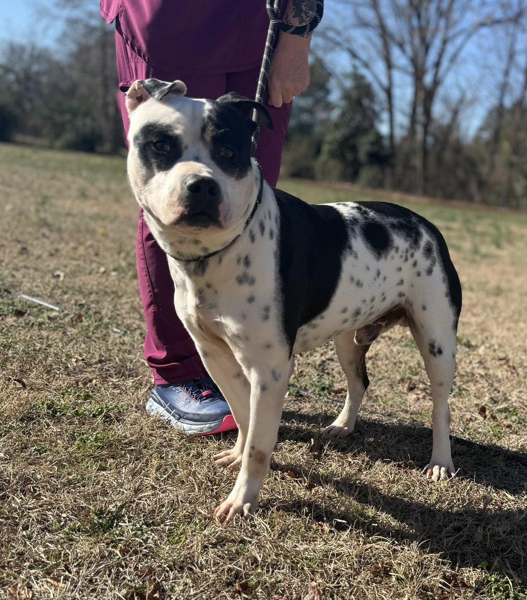 LolaPatolla's tweet image. Three really amazing pups need forever homes!
We are close to having to close intake until pups are adopted so please share if you can ♥️!
Bobo, Olive &amp;amp; Tracker!
rescuecoop.org/services