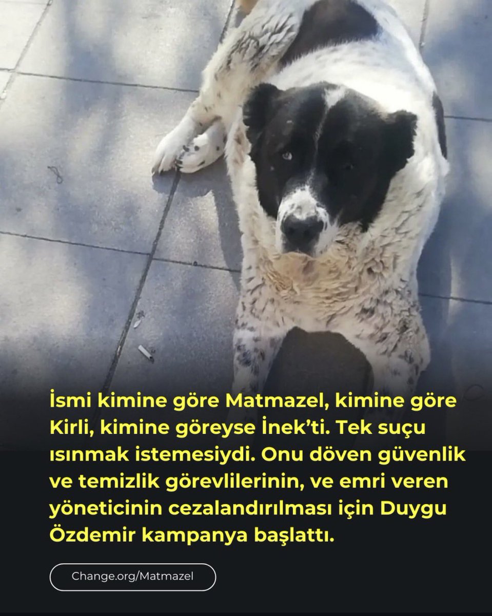Ne istiyorsunuz zararsız, sahipsiz garibanlardan⁉️

Onlara mı yetiyor gücünüz Allah’ın belaları⁉️

Bu vahşiler cezalandırılmalı ve <a href="/ankarabbld/">Ankara Büyükşehir</a> <a href="/mansuryavas06/">Mansur Yavaş</a>
<a href="/EmniyetGM/">Türk Polis Teşkilatı</a> 

Sessiz kalmanız suça ortak 
olmaktır‼️ 

#hayvanlaradokunma