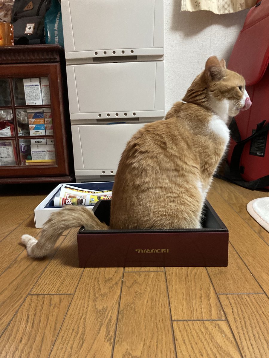 一昨年2024年1月５日の
おかかさん🐱