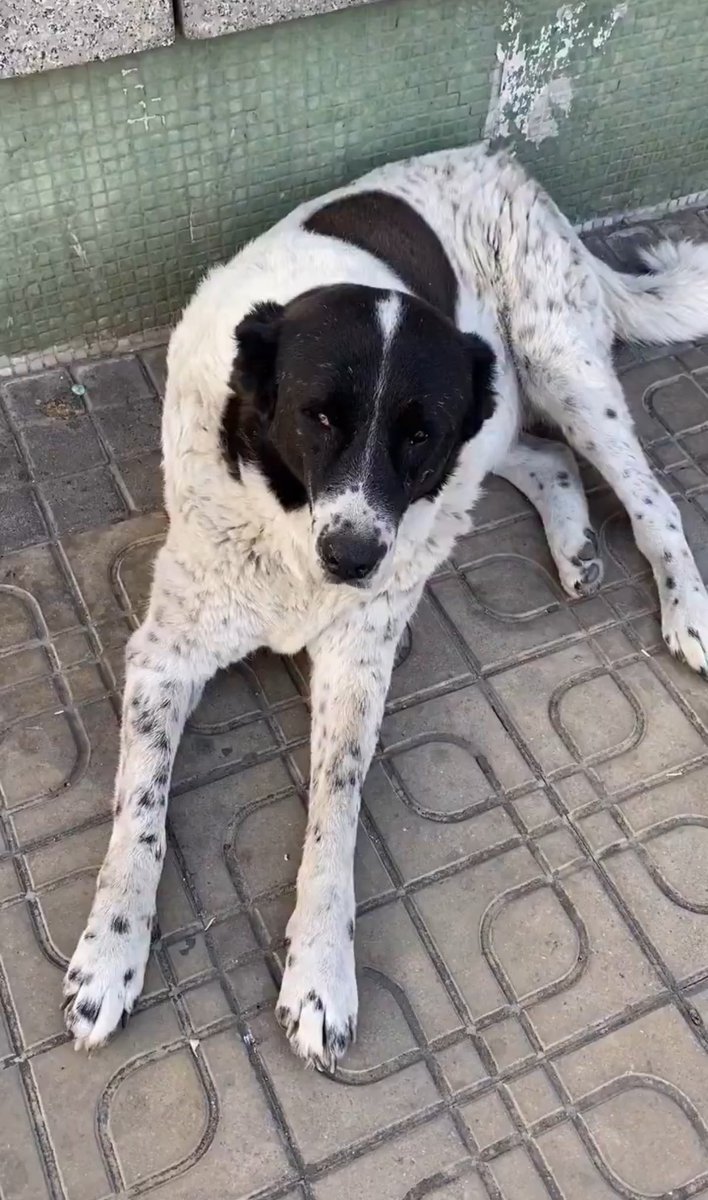 Isınmak istedi sadece!

Ankara Demetevler metro istasyonunda görevliler tarafından dövüldü, kaçarken yürüyen merdivene sıkıştı, öldü.

Sebep olan katillerin gerekli cezayı almasını istiyorz. Demetevler metro istasyonu bu görevlilerle artık güvenli değildir. 

#MatmazelİçinAdalet