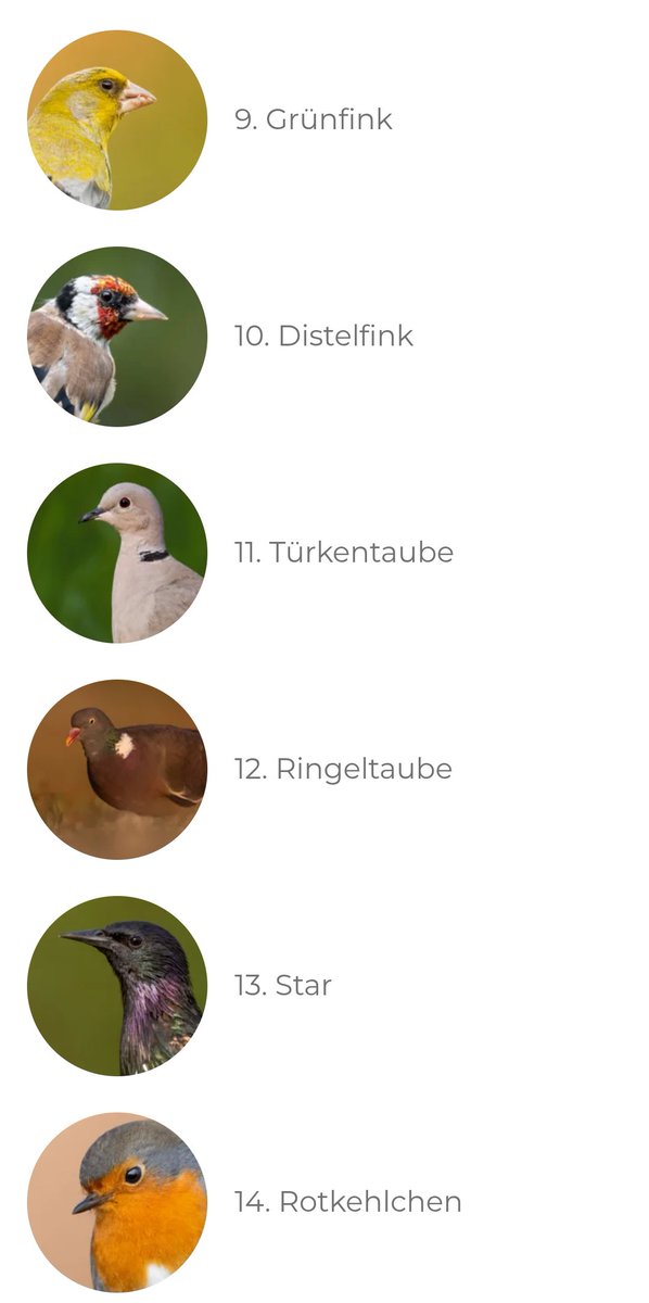 lordfusseck1904's tweet image. Die Türkentaube ist auf Platz 11 der am häufigsten vorkommenden Vogelarten in der Schweiz die Islamisierung schreitet weiter voran der Bevölkerungsaustausch ist real