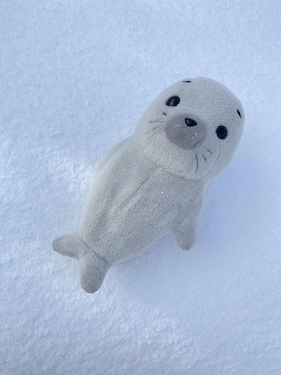 ごまふあざらしさまオーダー分！ ごまふあざらしさまオーダー分！ rectangle_large_type_2_3471e31 ごま