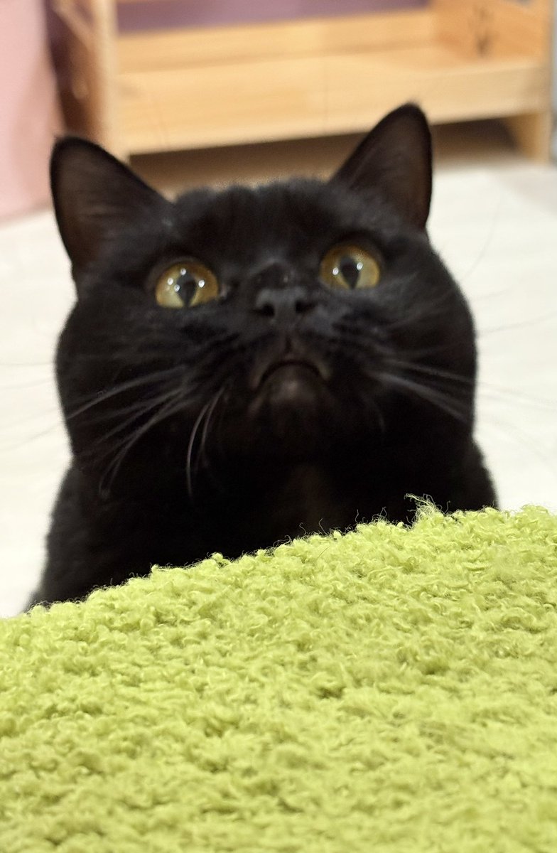 最高に可愛いBirthday girl、ねむちゃん🌙🎂🎉。 #猫カフェラグドール