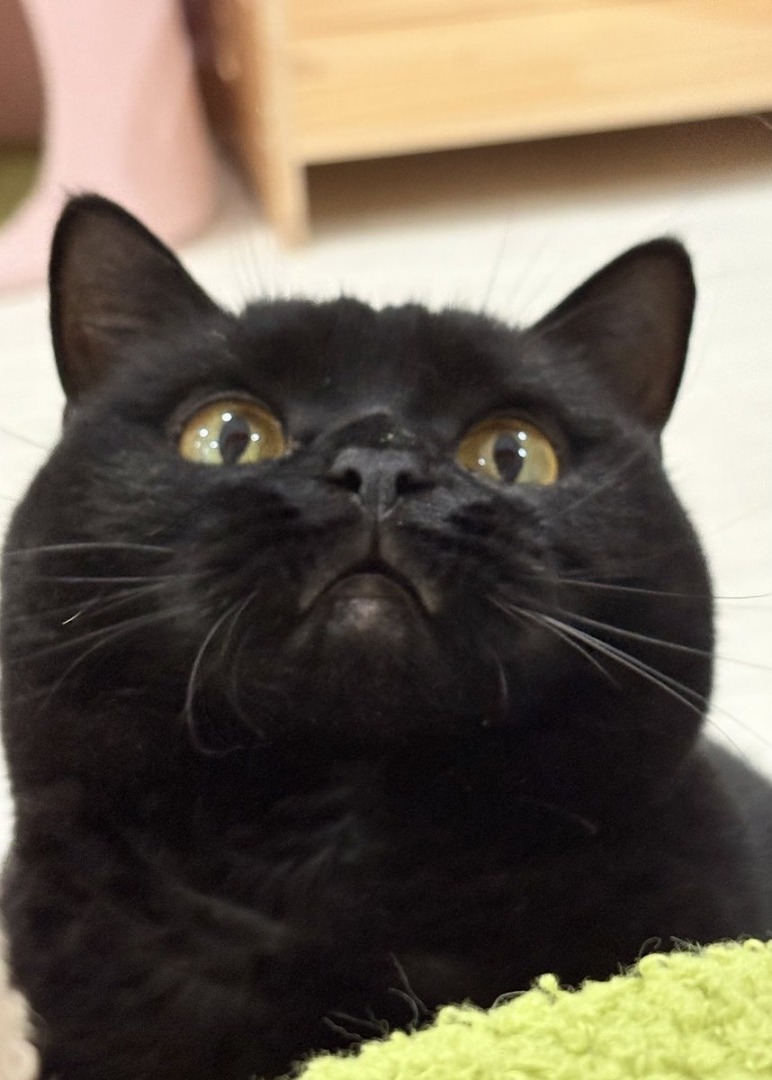 最高に可愛いBirthday girl、ねむちゃん🌙🎂🎉。 #猫カフェラグドール