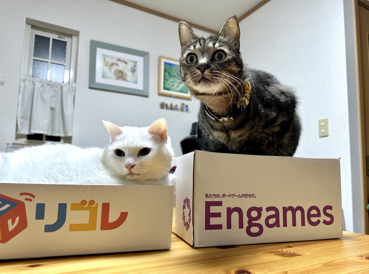 tmrks_tofu's tweet photo. 我が家に新しいボードゲーム屋さんの段ボール(とボードゲーム)が届きました！
#Engames 
#猫とボードゲーム屋さんの段ボール https://t.co/ohq4vyj2e5