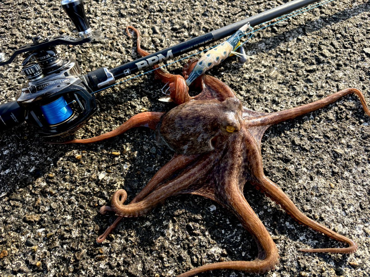 kAz_Fishing_35's tweet photo. 冬はサイズ良いって聞いてたんですが…
#釣り #fishing #タコ #タコ釣り https://t.co/Xux6nPGbNh