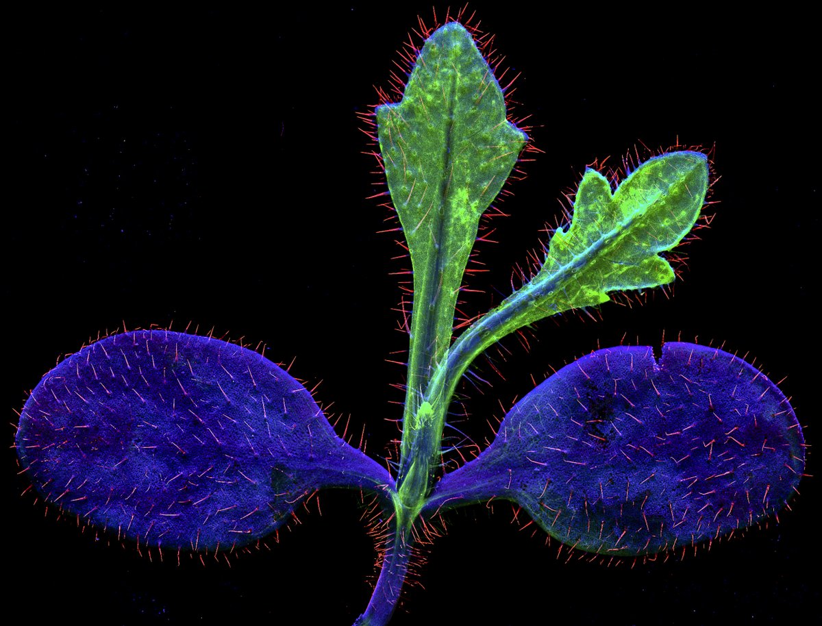 Antony van der Ent tweet media