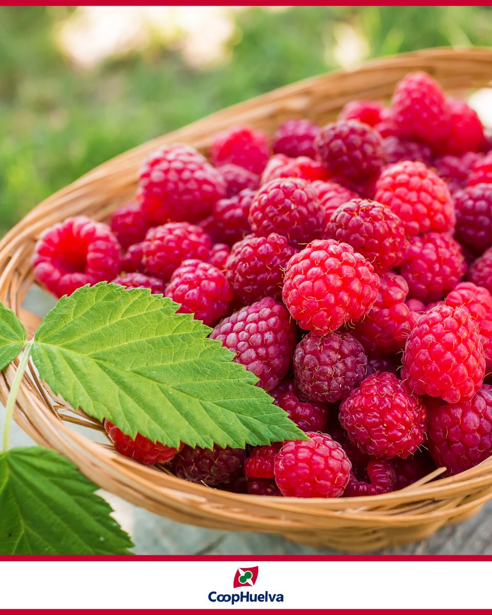 La frambuesa requiere un manejo cuidadoso y una recolección precisa. En CoopHuelva se trabaja para mantener su frescura y su calidad desde el origen hasta su destino final.

#Aguacates #Coophuelva #CocinaSaludable #Recetas #Guacamole