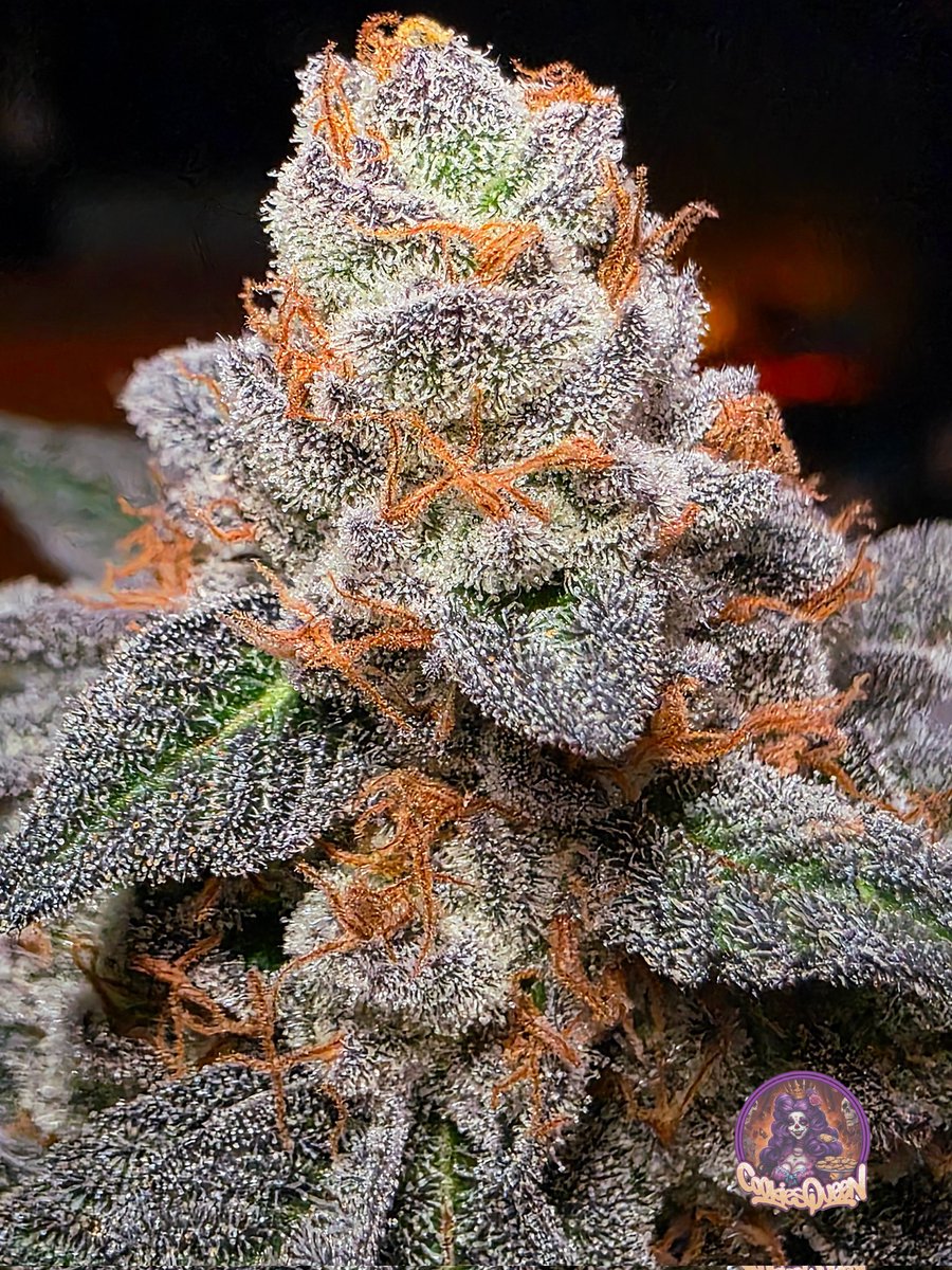 Happy Mary Jane Monday, fam! It's going to be a great week. Love to you all! Strain: Zero Gravity #cannabisculture #CannabisCommunity #StonerFam #Mmemberville #CannabisPhotography