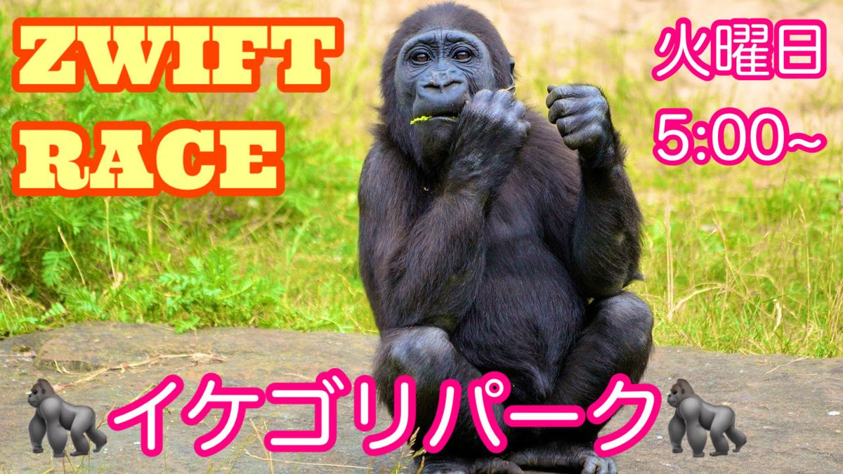 FinKnt's tweet image. 明日からZRLが始まりますが、ゴリラもやります🦍エントリーは⤵️

zwift.com/events/view/53…

#イケゴリパーク