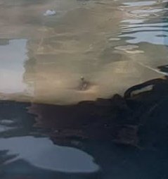 wonkihhh's tweet image. ?????? ?m??