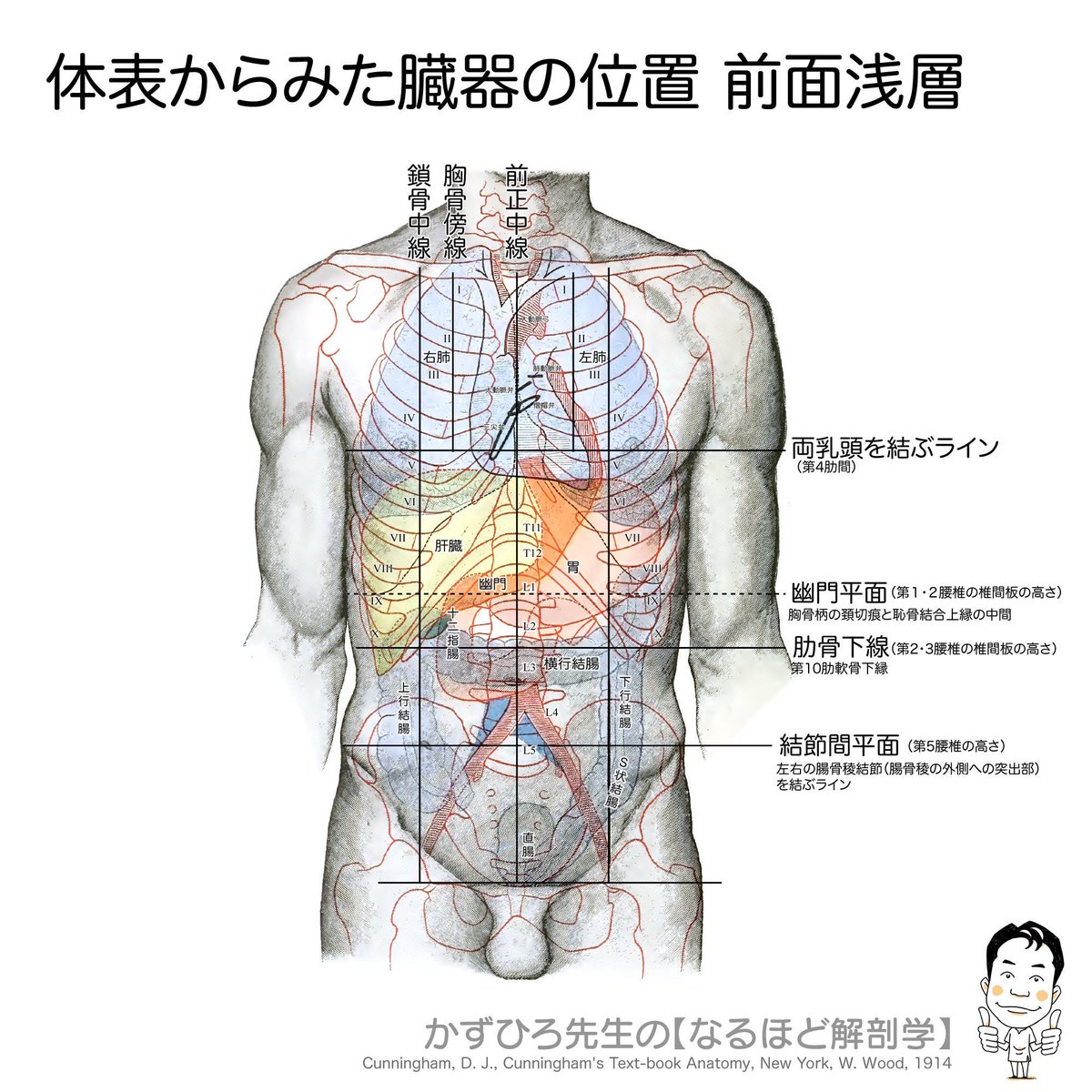 【真作原画/一点物】解剖学 手描き図譜 額装済(心臓・大血管・腹部臓器） 医学掛図 血管系