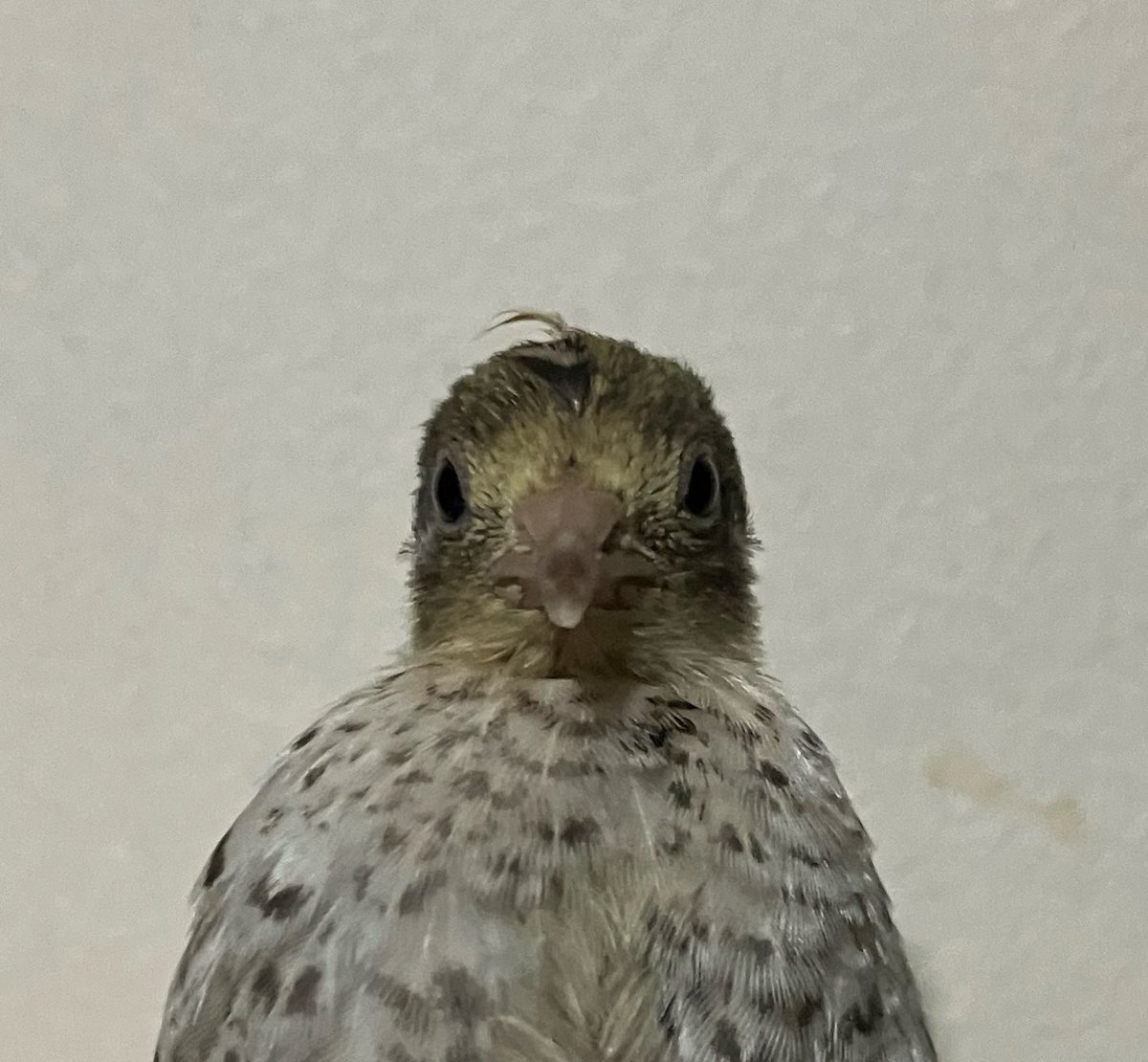 ポポチョロ🐦💨 tweet media