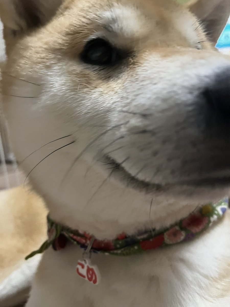 柴犬こめ1歳 (@shibainukome) / Posts / X
