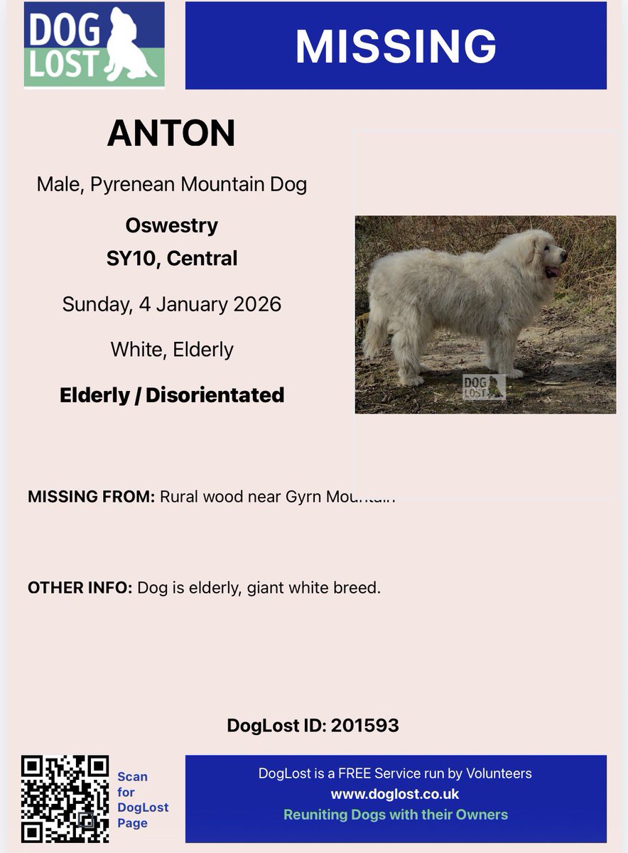 ANTON an elderly Pyrenean Mountain Dog has gone missing in #LLasillin  Nr Oswestry Presumed stolen on Sunday morning (4th January 2026). He’s nearly 11 years old  If anyone has any information please contact Christine on 07778813028. 
Alternatively you can call Police on 101,