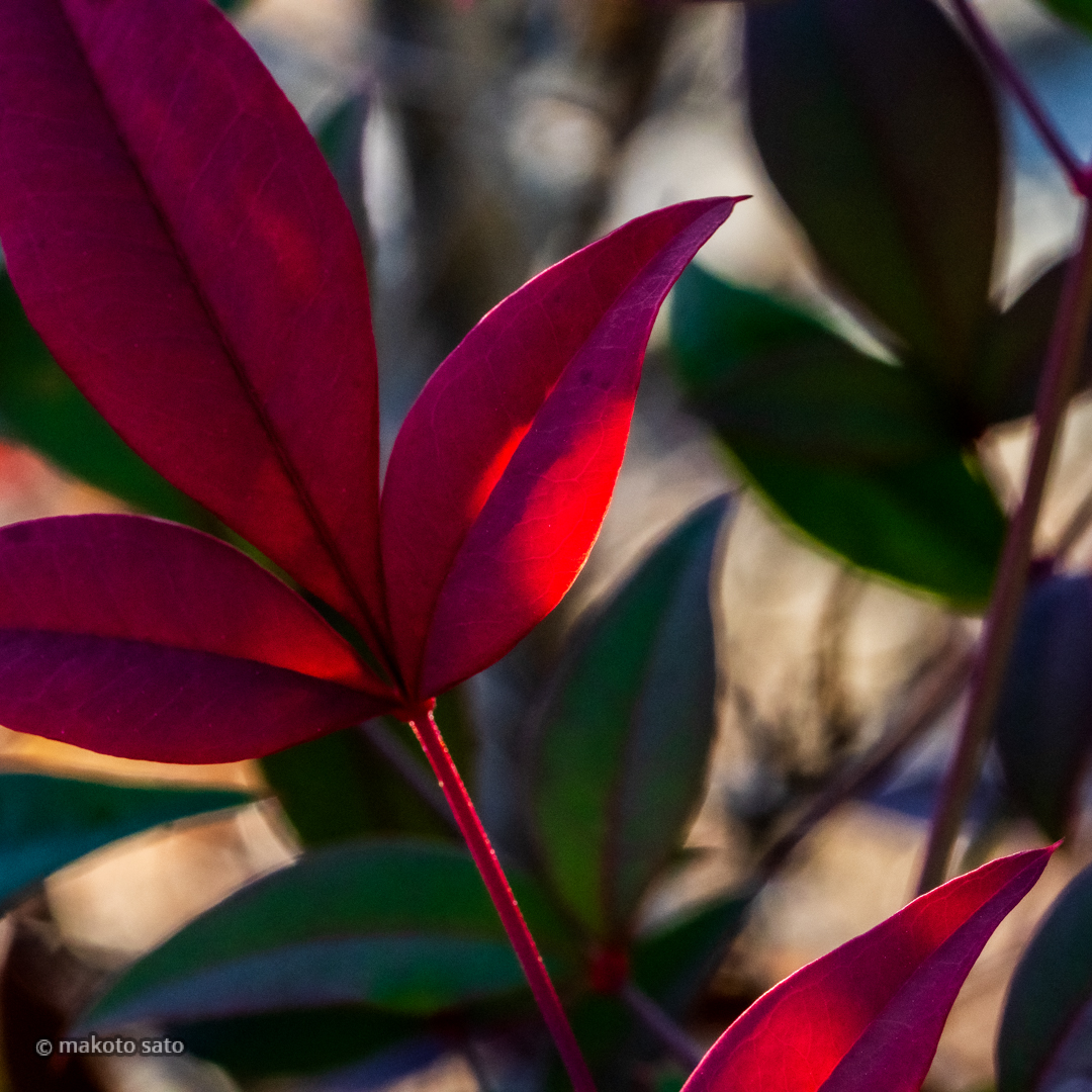 makotosatojp's tweet image. 彩り移りて

#photo #photography #ファインダー越しの私の世界 #写真好きな人と繋がりたい