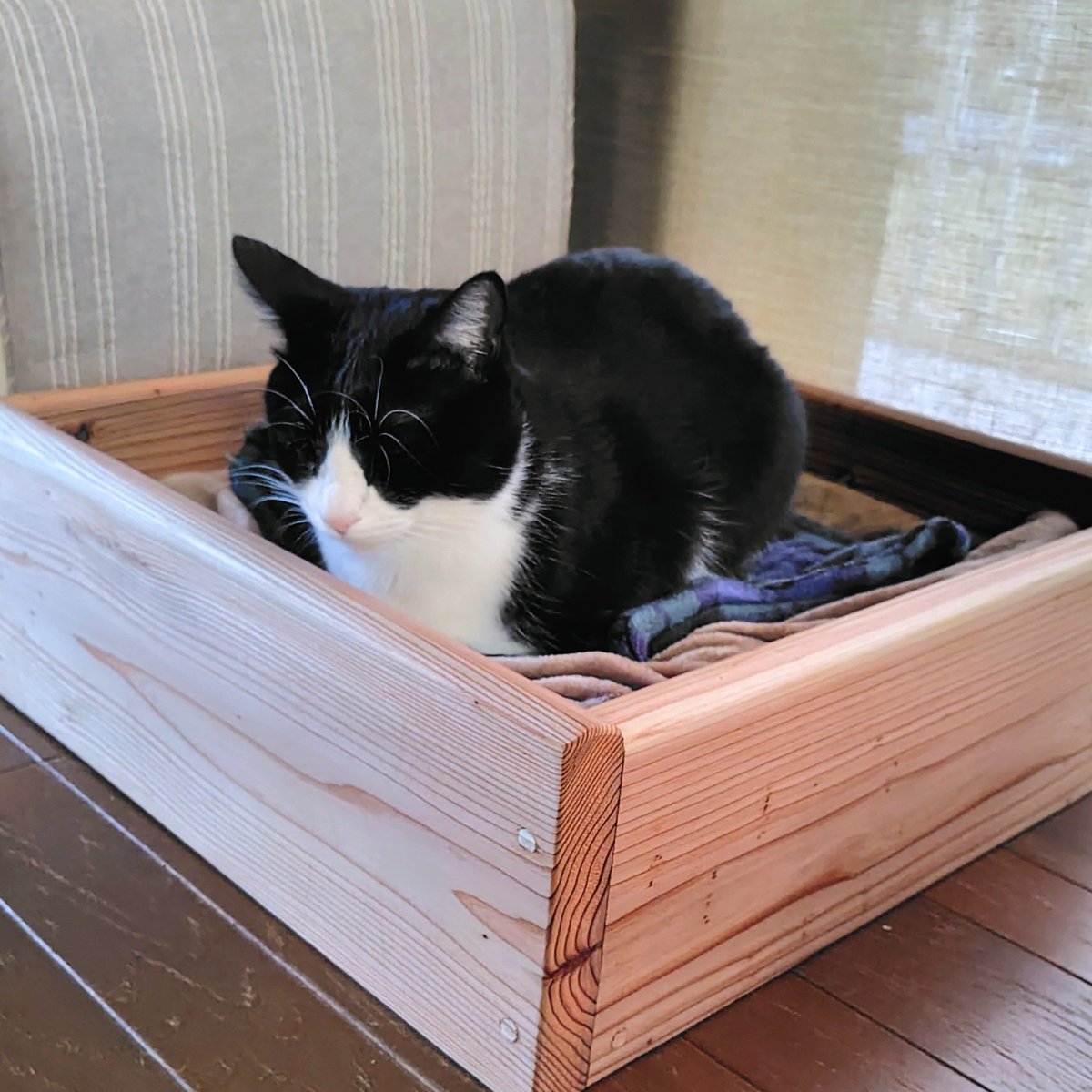 UHOME2chi's tweet photo. 冬休みは猫たちの寝床を作りました。

木枠の中にホットカーペットを仕込んでいます。
前に適当に作ったものから作り変えるのに、角に丸みを持たせたり、ビスを隠したりと人間のほうは出来に満足してますが、猫たちにはイマイチ不人気で…😿 https://t.co/mptZ3BJ9cd