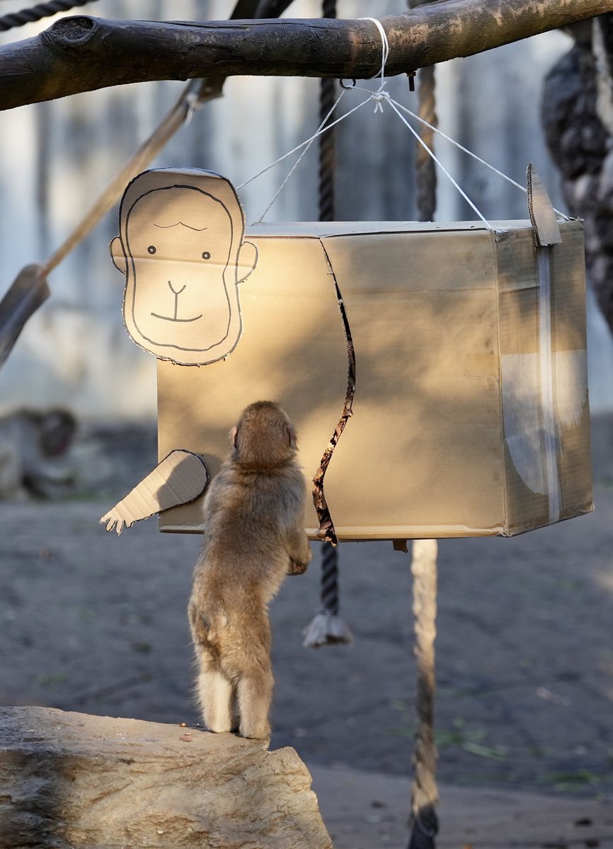 🐒お正月特別ガイドで登場の 大きなお猿くす玉‼︎ ツ「こんにちは‼︎あ