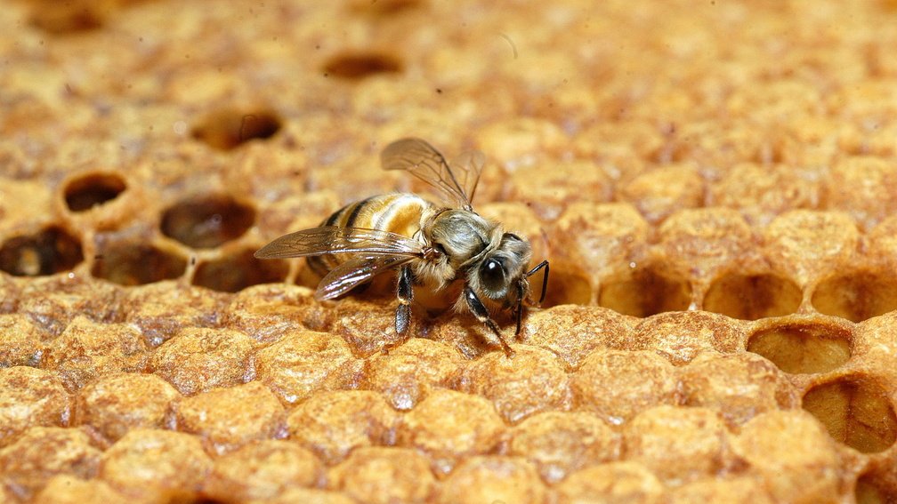 👉🏼Compartimos comunicado sobre los avances del grupo de trabajo interinstitucional vinculado a los eventos de mortandad de abejas registrados durante el mes de noviembre de 2025 en distintas zonas del país.

📲 Lea aquí el comunicado completo: inia.uy/noticias/avanc…