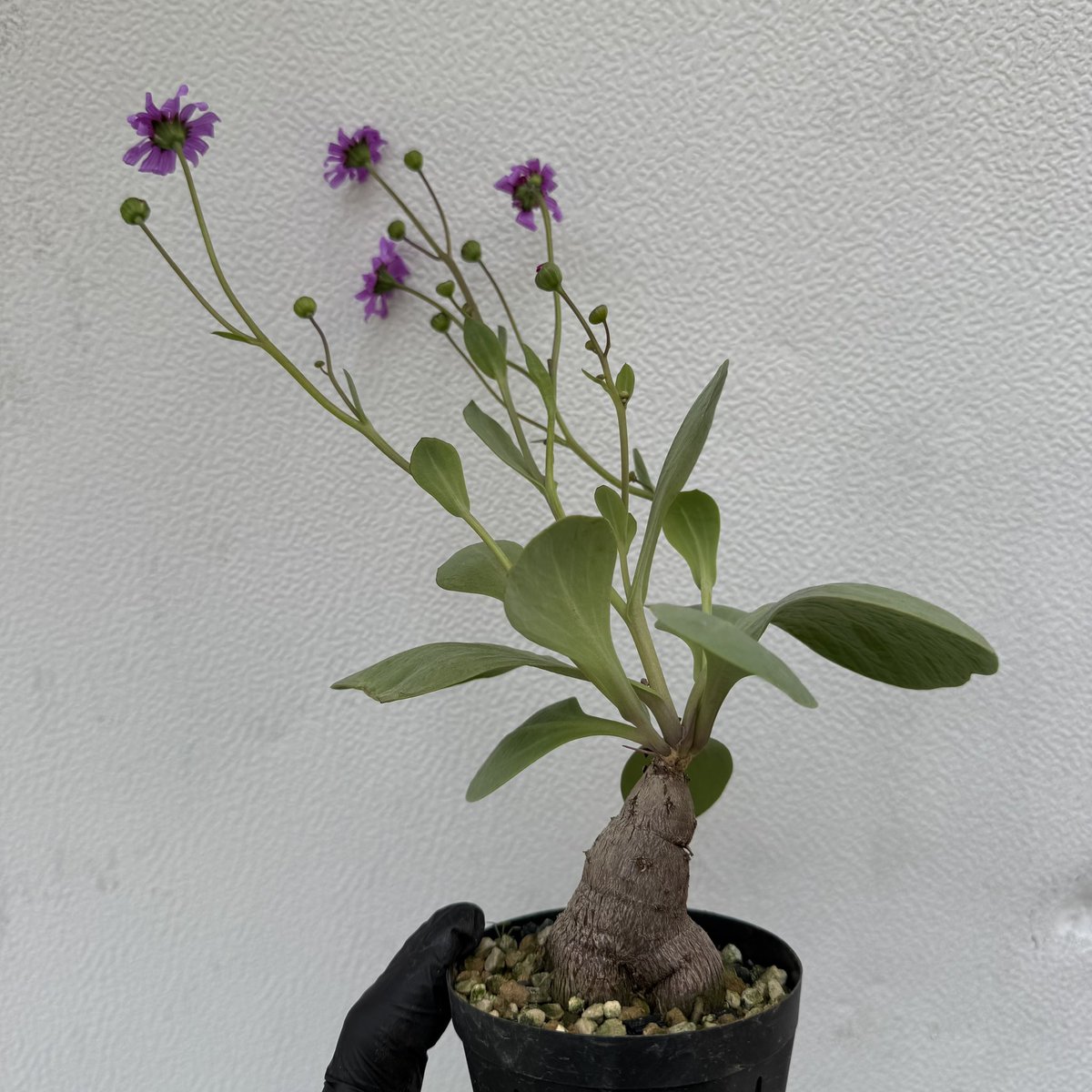 awn_plants's tweet photo. ながらくフダ落ちやったけどさすがにここまできたら確定。
#awn_othonna_rosea_jaa_2328
#awn_othonna
#othonna #オトンナ
#othonnarosea #オトンナロセア https://t.co/gWs2ZSRHEw