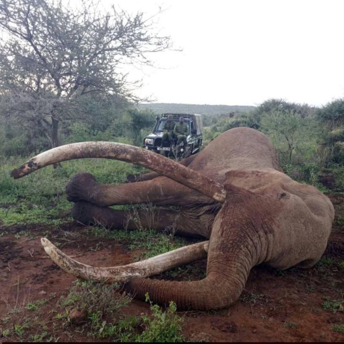 AfricaFirsts's tweet photo. When Craig fell, a piece of Kenya 🇰🇪 and the world stood still.
The iconic Amboseli elephant tusker is no more.
54 years. One legend. https://t.co/9HLwXqqKMk