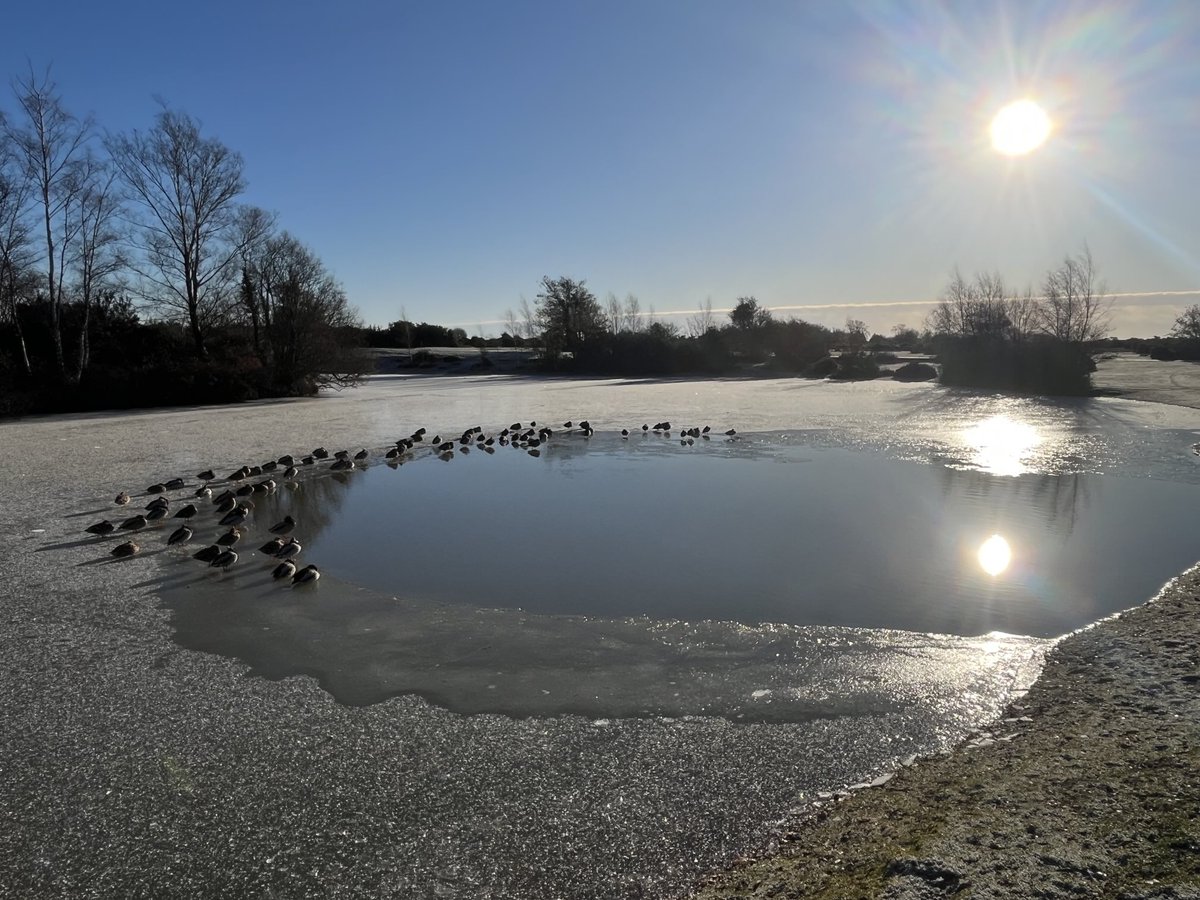 TravellingTrev's tweet image. Ducks at the waterhole right now #NewForest 🦆❤️🌲🌳