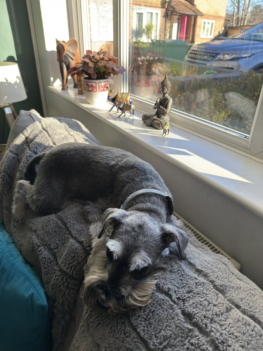 Ralph the Mini Schnauzer tweet media