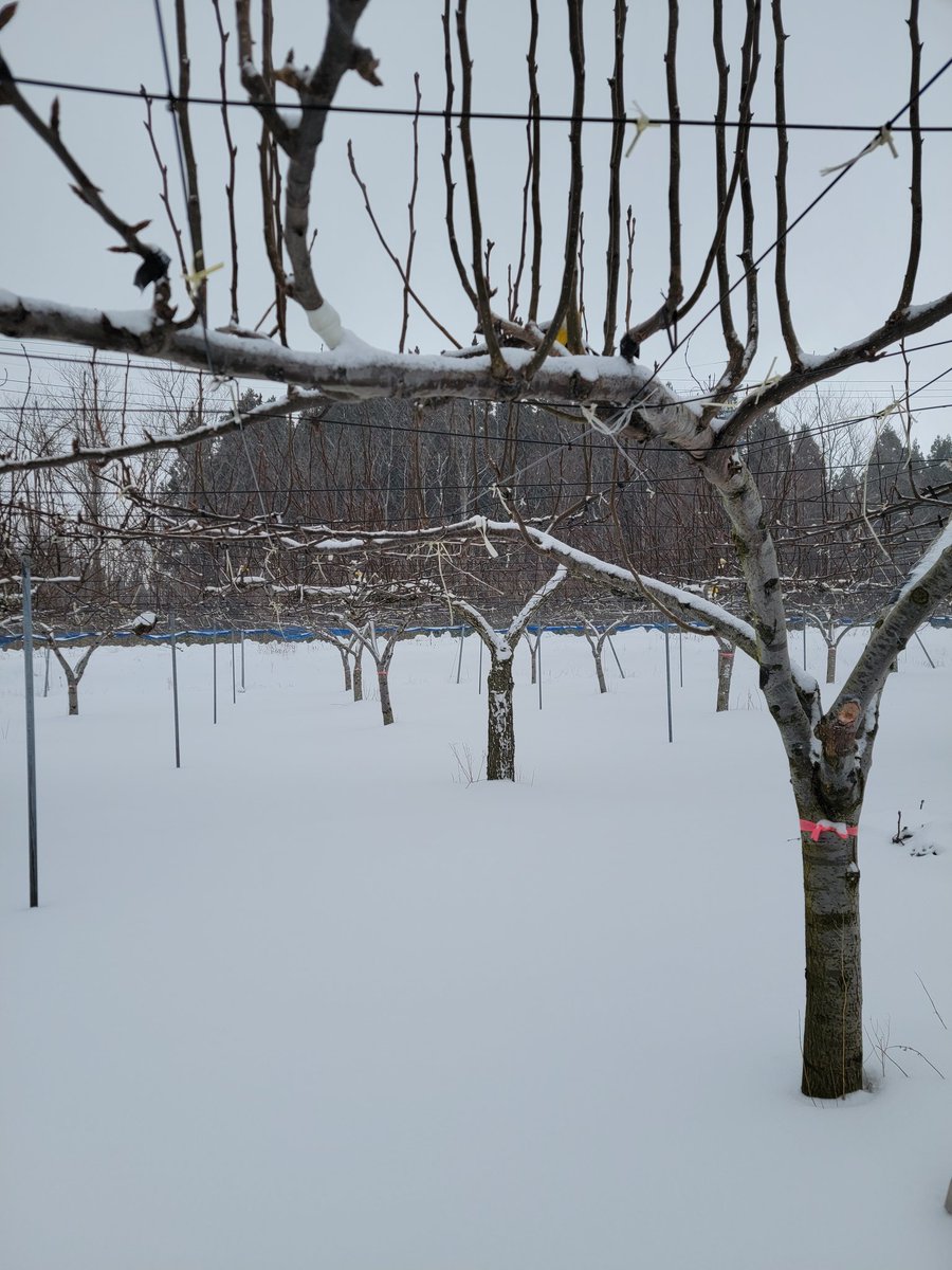 meguminouen1174's tweet image. あけましておめでとうございます！🐴
今年もよろしくお願いいたします🍐

ホワイトな職場で新年も頑張ります😁