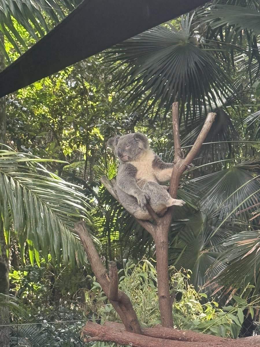 Do you sleep like this at night? If not, come to $UFD community. Eat beans 🫘 and sleep like a Koala 🐨 
We rest easy because we have core values of Integrity, Respect and Kindness.