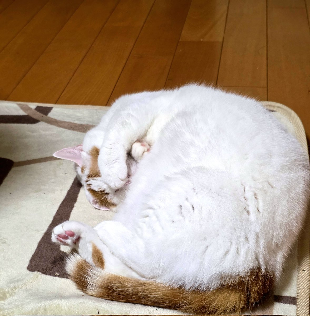 みーちゃん (@pon3767) / Posts / X