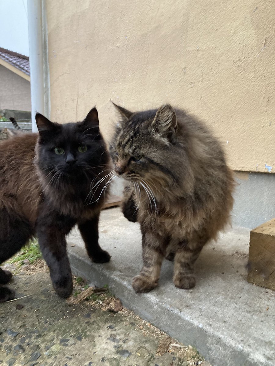 こちらもどうぞ😸 #田代島クロネコ堂 #猫島 #tashirojima #CatsOnX
