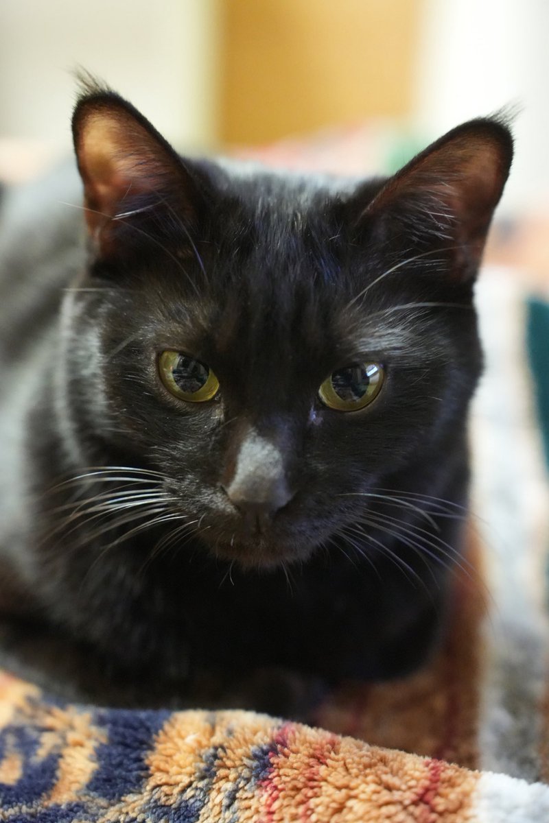 黒猫つくねちゃん太しっぽ (@oreo_blackcat) / Posts / X