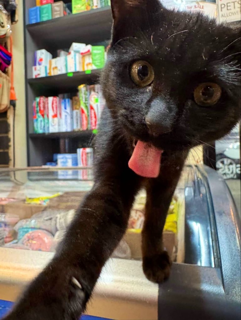 Bodega Cats tweet media