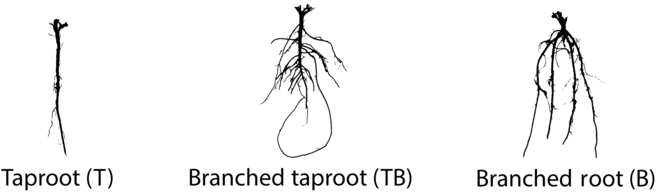 Plant Phenomics tweet media