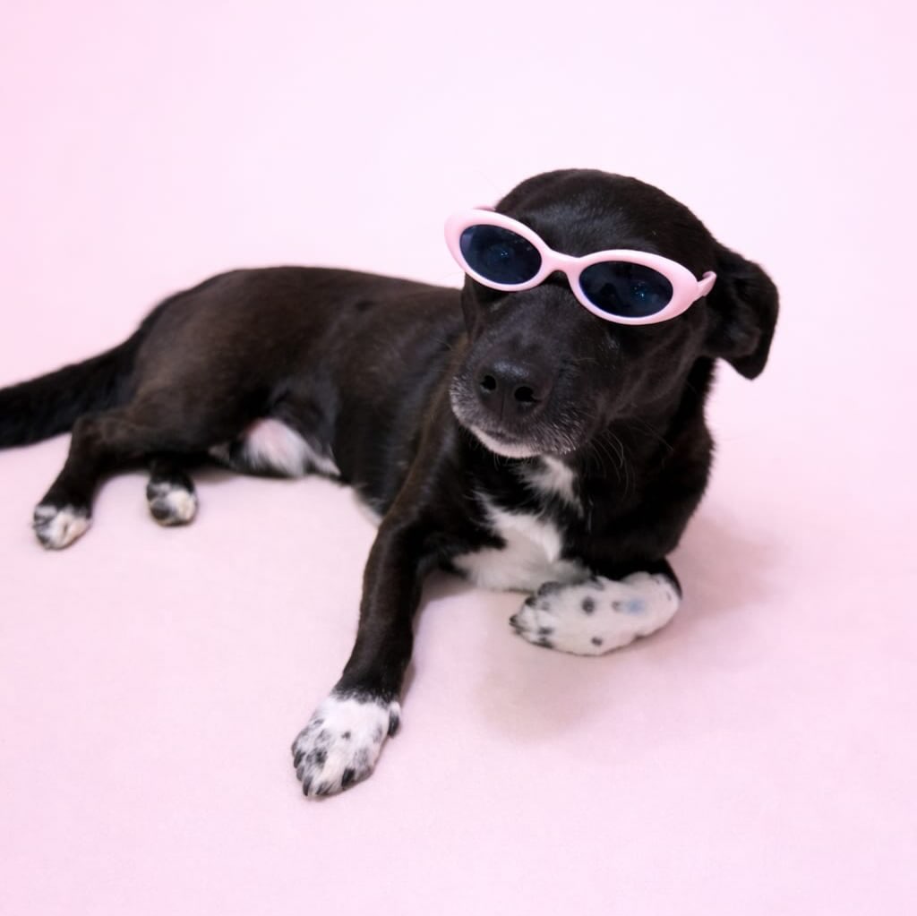 #JAÉN
Este chiquitín de 6-7 años, es #POPEYE. Fue encontrado a punto de ser atropellado por los coches, sin chip. Después de varios días buscando a su familia, nadie lo reclamó.

Popeye es un perrito cariñosísimo, muy noble, se lleva genial con otros perros 🐾 y hace sus