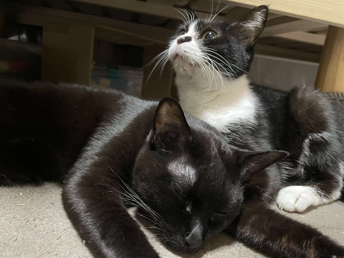 <a href="/aikentakuone/">たくわん先生</a> たくわん先生、ゆうなさん、眼球ちゃん
皆さま、こんばんは😊

聞かせていただきます！

午前中ポストしたけど
朝、バタバタしてる息子たちをよそ目に
ゆるゆる前回のチョコちゃんとふくちゃん🐈‍⬛🐈‍⬛