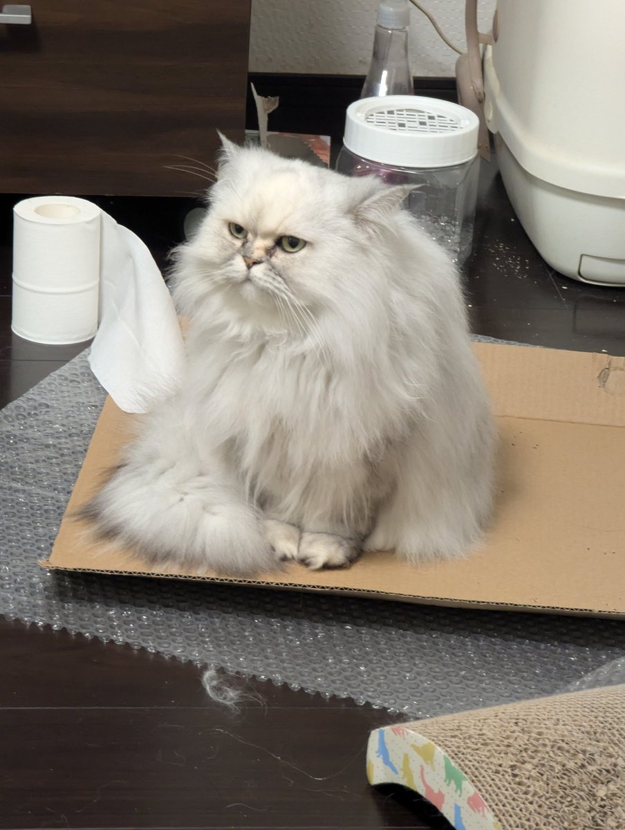 ふかふかな布団は気持ちいいけど、このダンボールとぷちぷちの断熱性能は素晴らしいわ！

ホームレスの人がダンボールを求める理由がよくわかるわよ