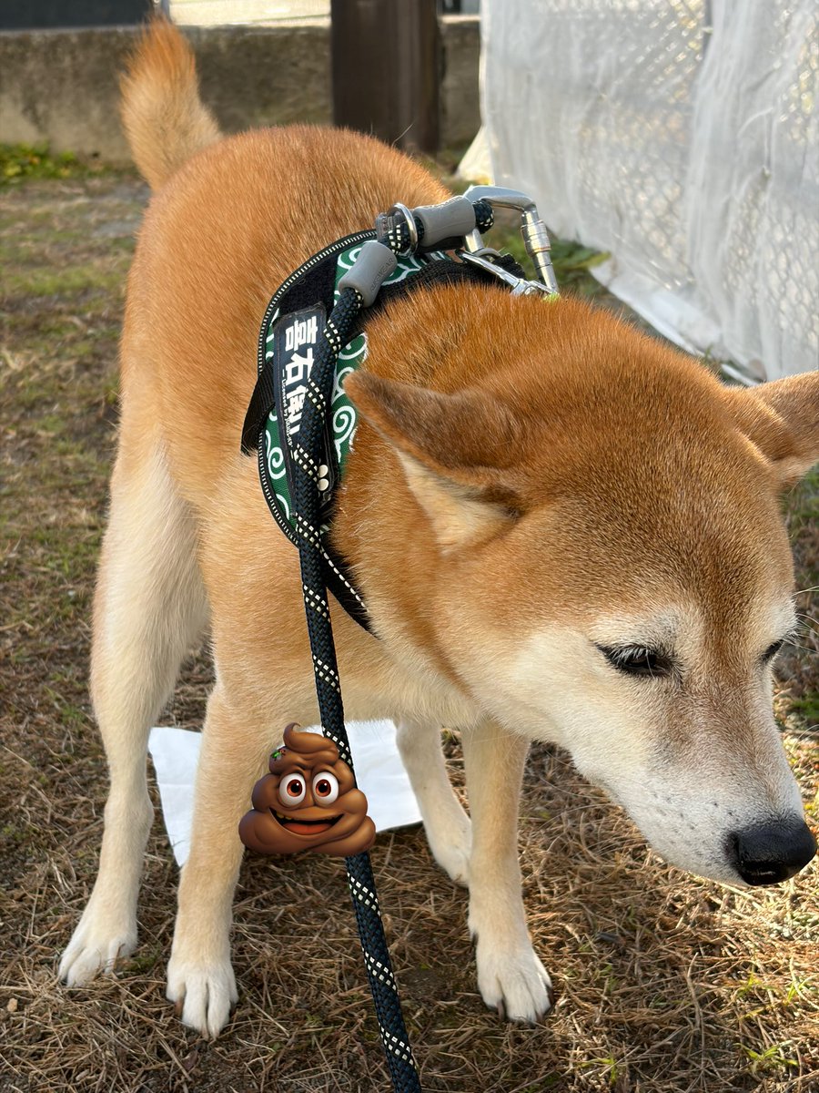 <a href="/aikentakuone/">たくわん先生</a> たくわん先生、ゆうなさん、みなさん、こんばんわんこ🐶お正月の喜右衛門を置いておきます。左はお友達に新年のご挨拶、右はたくわん先生のアイコンオマージュになります。今年もよろしくお願いいたします。