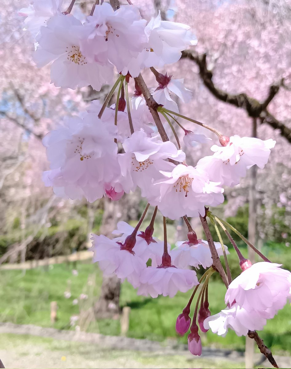 ⭐️ mimosaです Mimosa ミモザと河津桜が隣り合っている公園の一角でなんの変哲もない