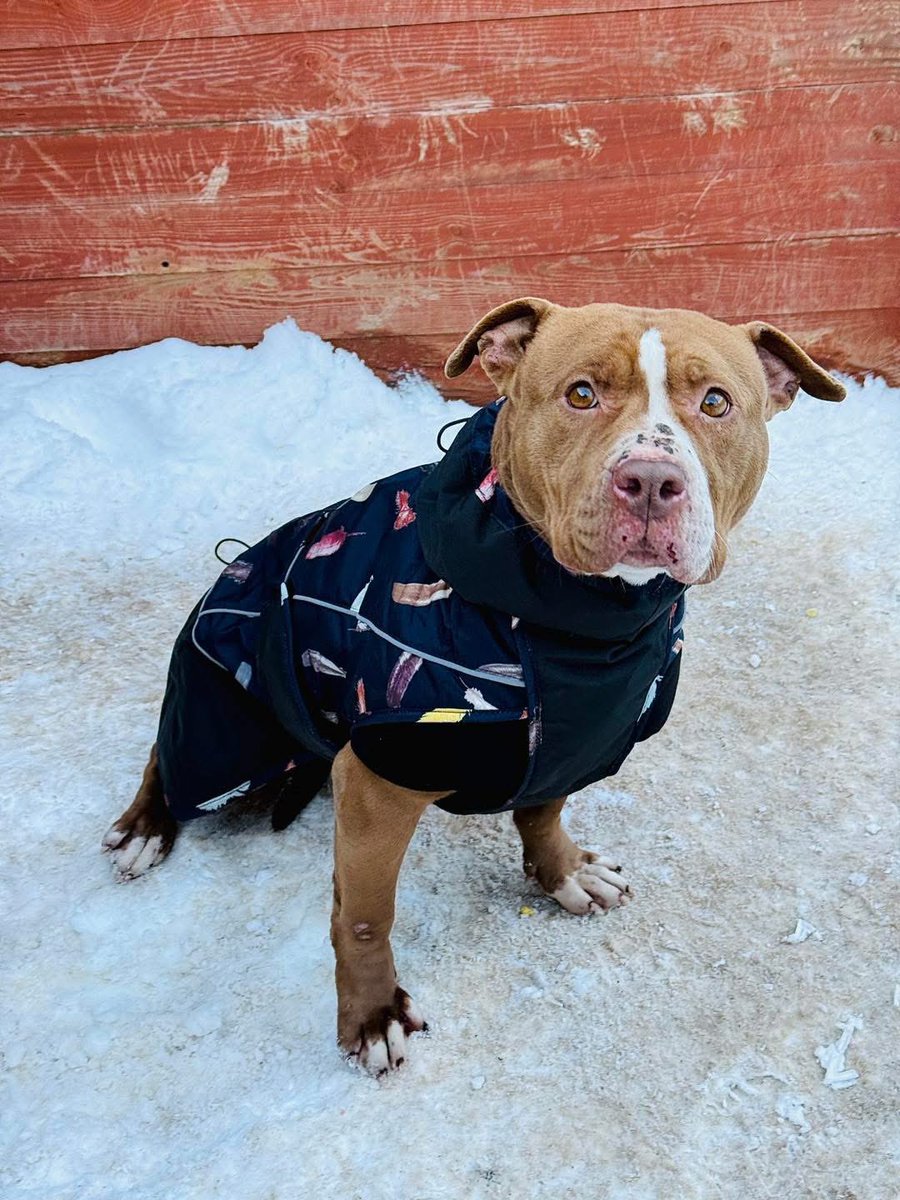 Każde polubienie pod tym postem ma ogromne znaczenie. Proszę o RT🙏
Naprawdę ma.
Bo tu nie chodzi o zasięgi.
Chodzi o zwierzęta, które nie potrafią poprosić o pomoc.

 Schronisko dla Bezdomnych Zwierząt w Celestynowie szykują się bardzo trudne dni.
Przed nami mrozy sięgające