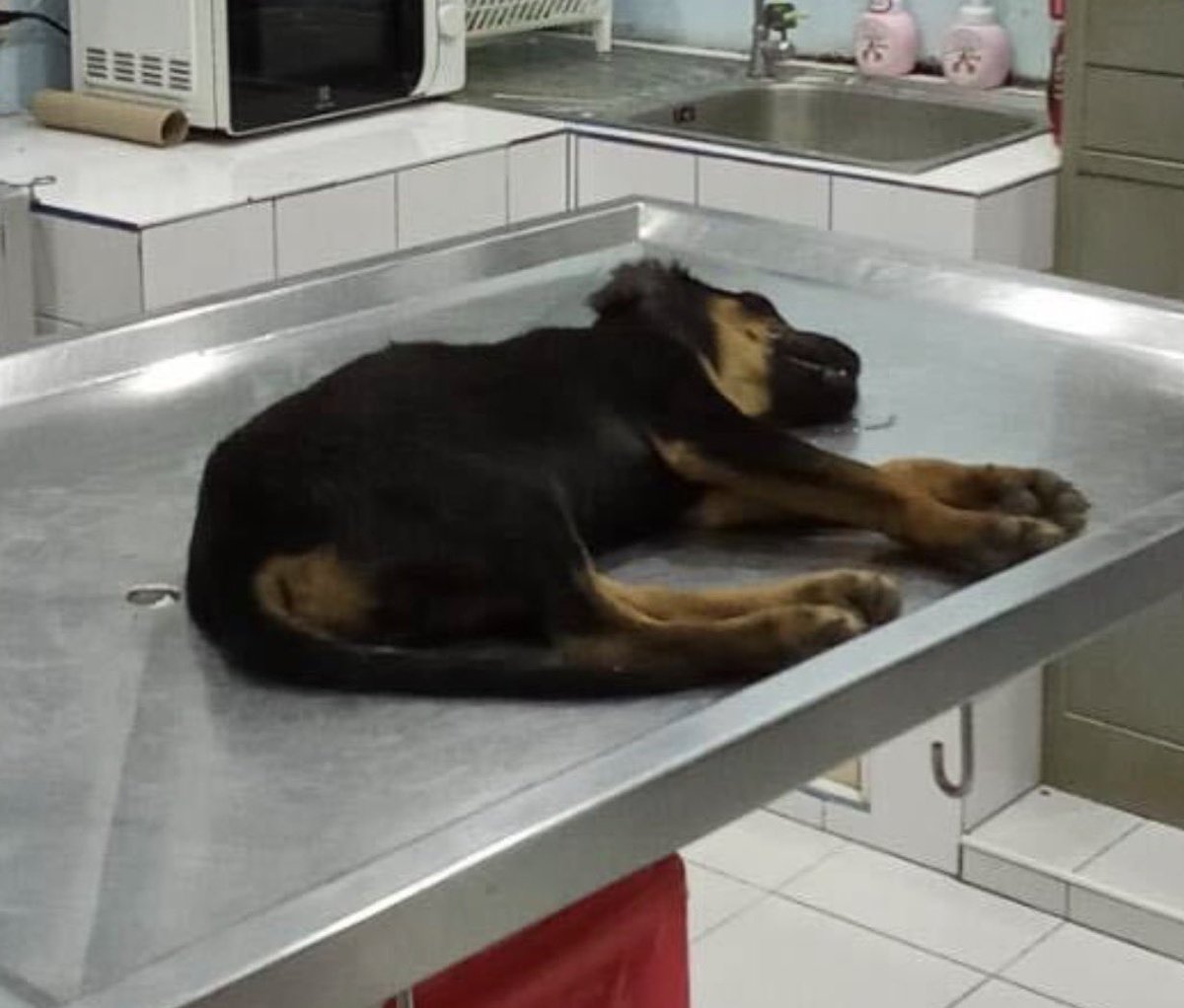 This was the first photo I was ever sent of Stormzy. 

His owner had found our contact details. He was told he had to pay to put him to sleep but he didn’t have the money. 

That was 2.5 months ago. Stormzy was getting some big news today…. (1/7) 🧵